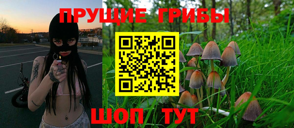 Галлюциногенные грибы Psilocybine cubensis Георгиевск